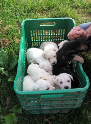 puppies found in Fourka