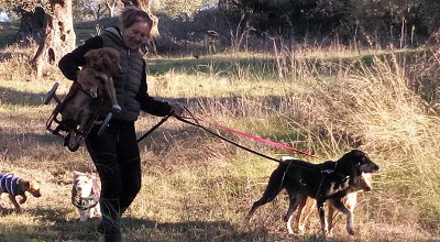walking dogs